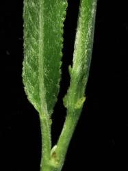 Salix ×fragilis. Emerging leaves with dense hairs that do not persist.
 Image: D. Glenny © Landcare Research 2020 CC BY 4.0